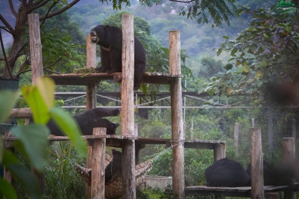 Ninh Binh Bear Sanctuary - Ninh Binh Private Car