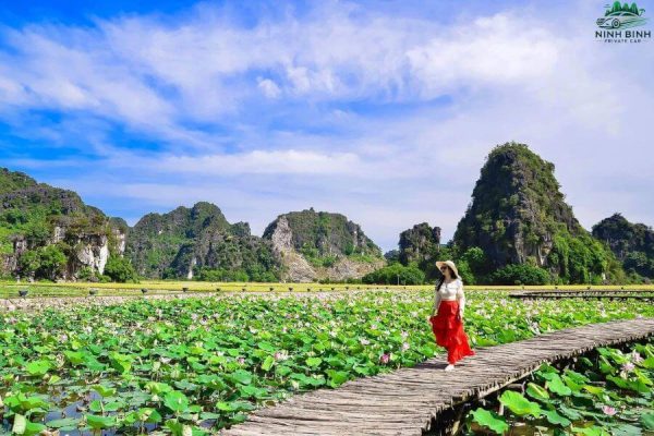 Ninh Binh Lotus Pond - Ninh Binh Private Car